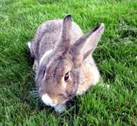saveabunny.org Dulciana