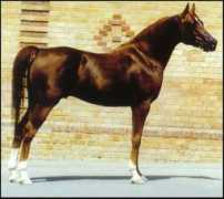 limelightarabians.se Dulcineia