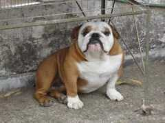bulldogpedigree.com Dulcineia