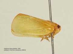 papua-insects.nl Dulena