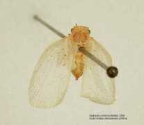 papua-insects.nl Dulena