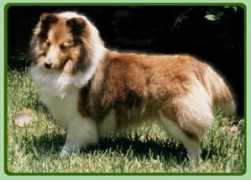 edenshelties.com Duluta