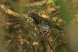 orientalbirdimages.org Dumasi