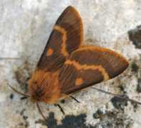 Dumi