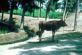 moocow.com Dumiati