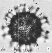 radiolaria.org Dumitrica