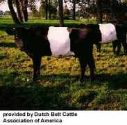 moocow.com Dumyati