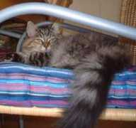 forest-cats.com Dunamis