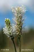 naturephoto-cz.com Dunet