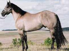 quarterhorsecentral.net Dunits