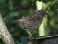 Dunnock