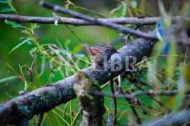 Dunnock