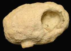 fossils.com.au Duponti