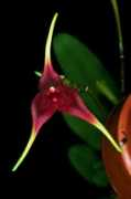 orchidspecies.com Durae