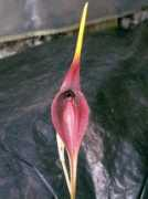 orchidspecies.com Durae