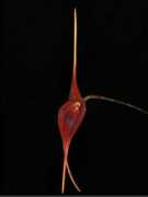orchidspecies.com Durae