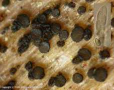 mycodb.fr Durella