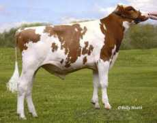 holsteinzuechter.de Durene