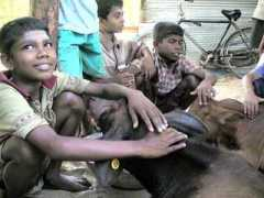 anathi.org Durgai