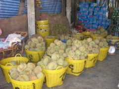 Durian