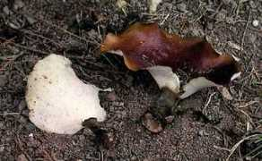 mycostra.free.fr Durus