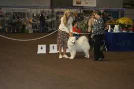 roughdiamond-samoyeds.com Duschka