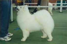 dogzonline.com.au Dushinka