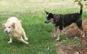 keshlynkennel.com Dussinger