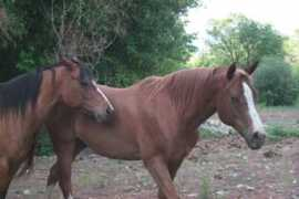 equinespiritsanctuary.org Dustee