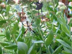 spiderzrule.com Dusterhoff