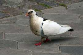 Duva