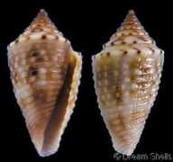 gastropods.com Duvali