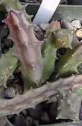 desert-tropicals.com Duvalia