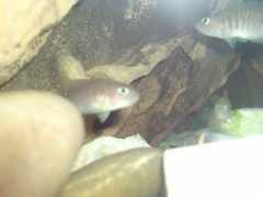 cichlids.com Dwella