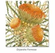 botanicalart.com.au Dyandra