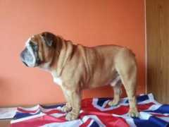 bulldogpedigree.com Dyantha