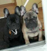 lacasadelostoros.nl Dymphy