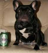 lacasadelostoros.nl Dymphy