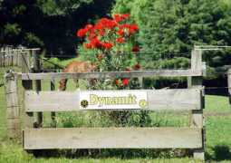 hanoverian.co.nz Dynamit