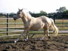 gotpetsonline.com Dynette