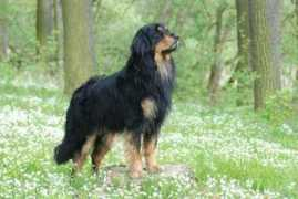 Dyrol