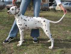 dalmatian.ru Dyuran