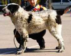 security-dog.org Dzhafar