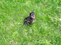 toydog-ukraine.narod.ru Dzhana