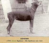dobermann-review.com Dzhenni
