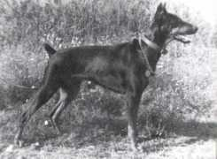 dobermann-review.com Dzhenni