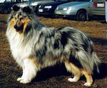 Dzhu
