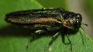 Eab