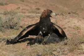 Eagel