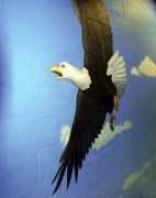 Eagel